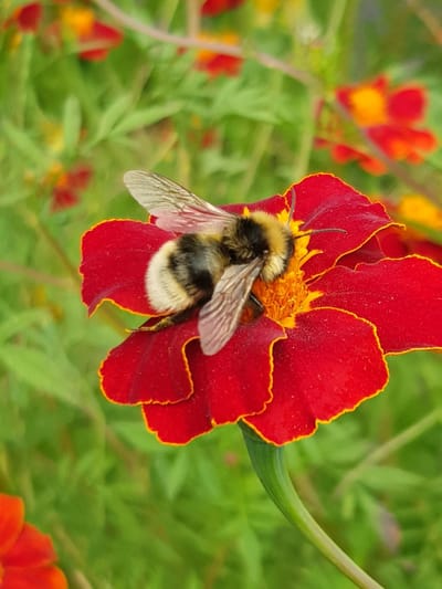 evas trädgård image