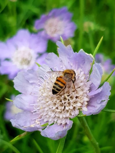 evas trädgård image