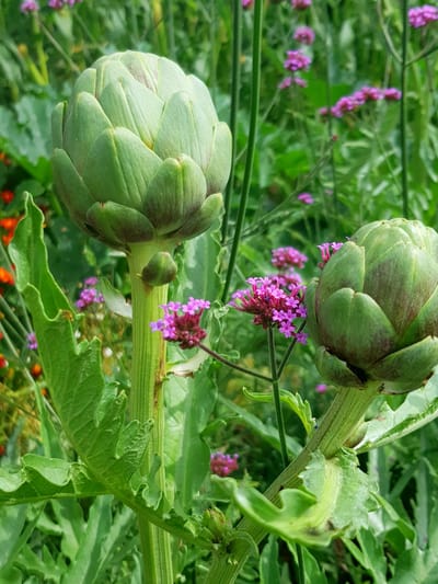 evas trädgård image