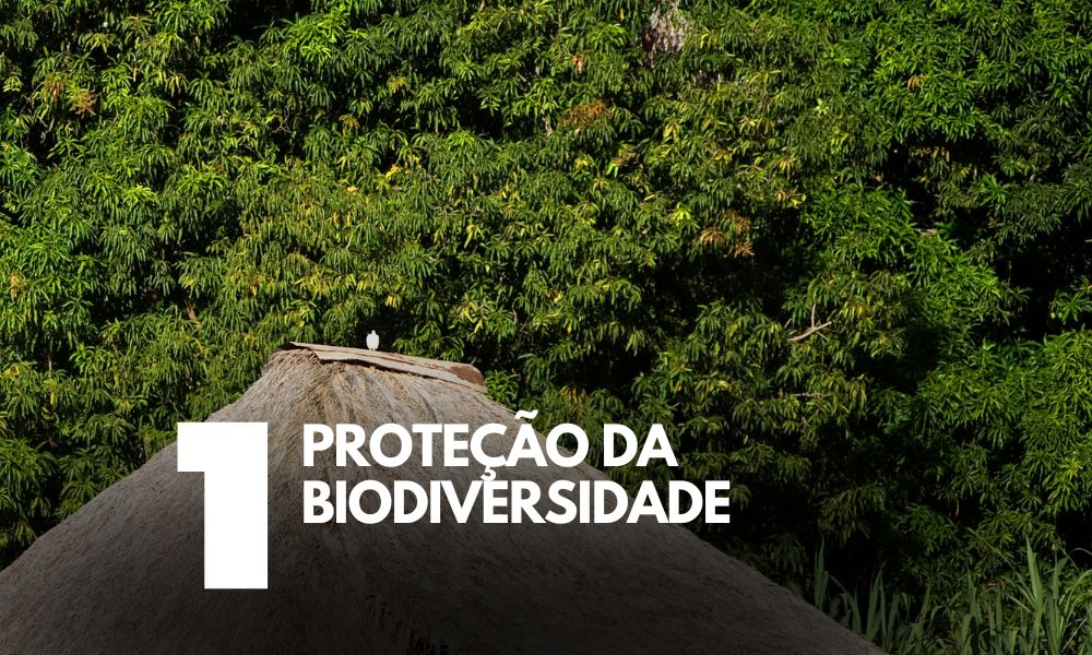 Por que os povos indígenas são tão importantes para manter a floresta em pé?