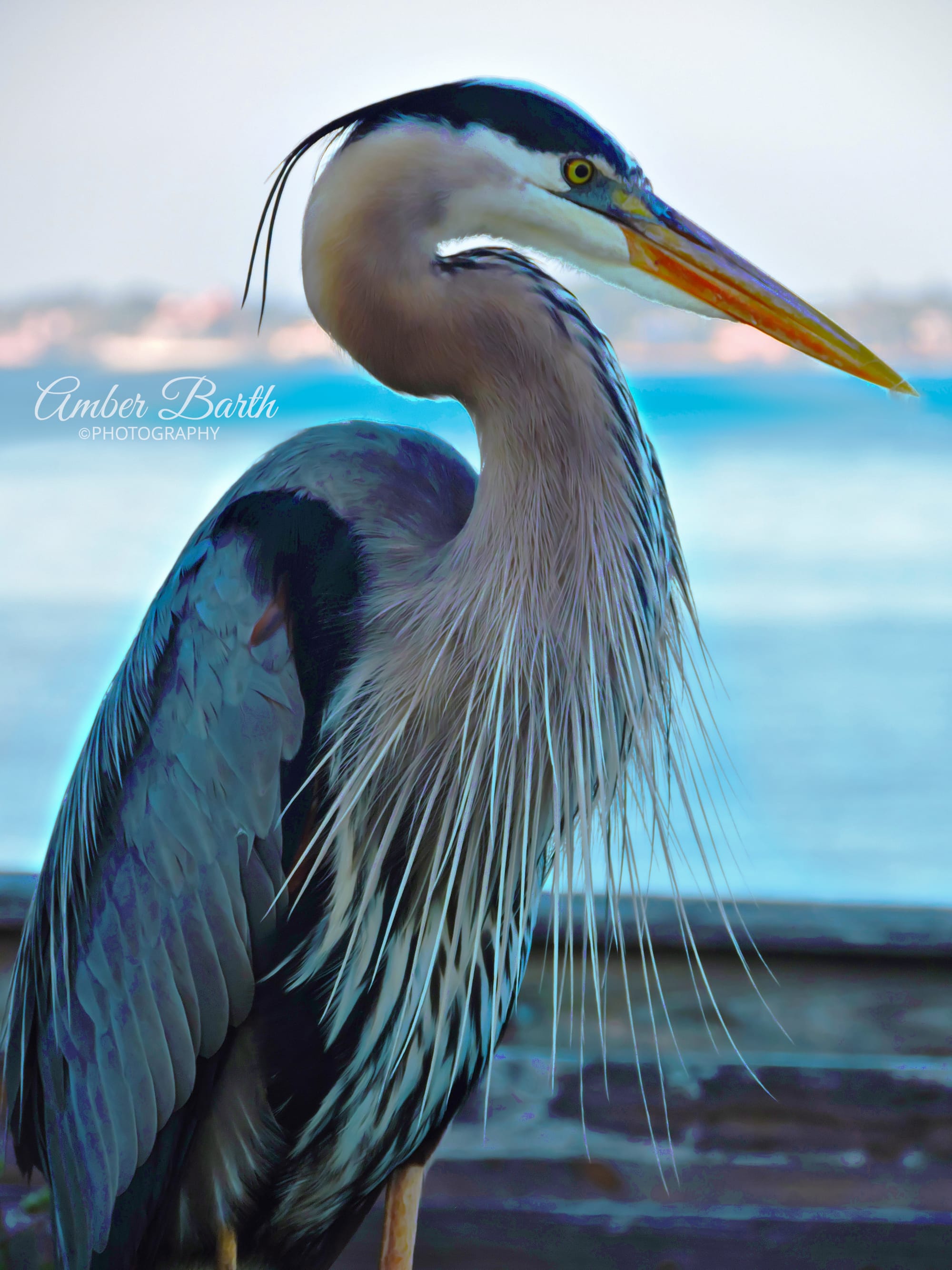 Blue Heron with Beautiful Plumage