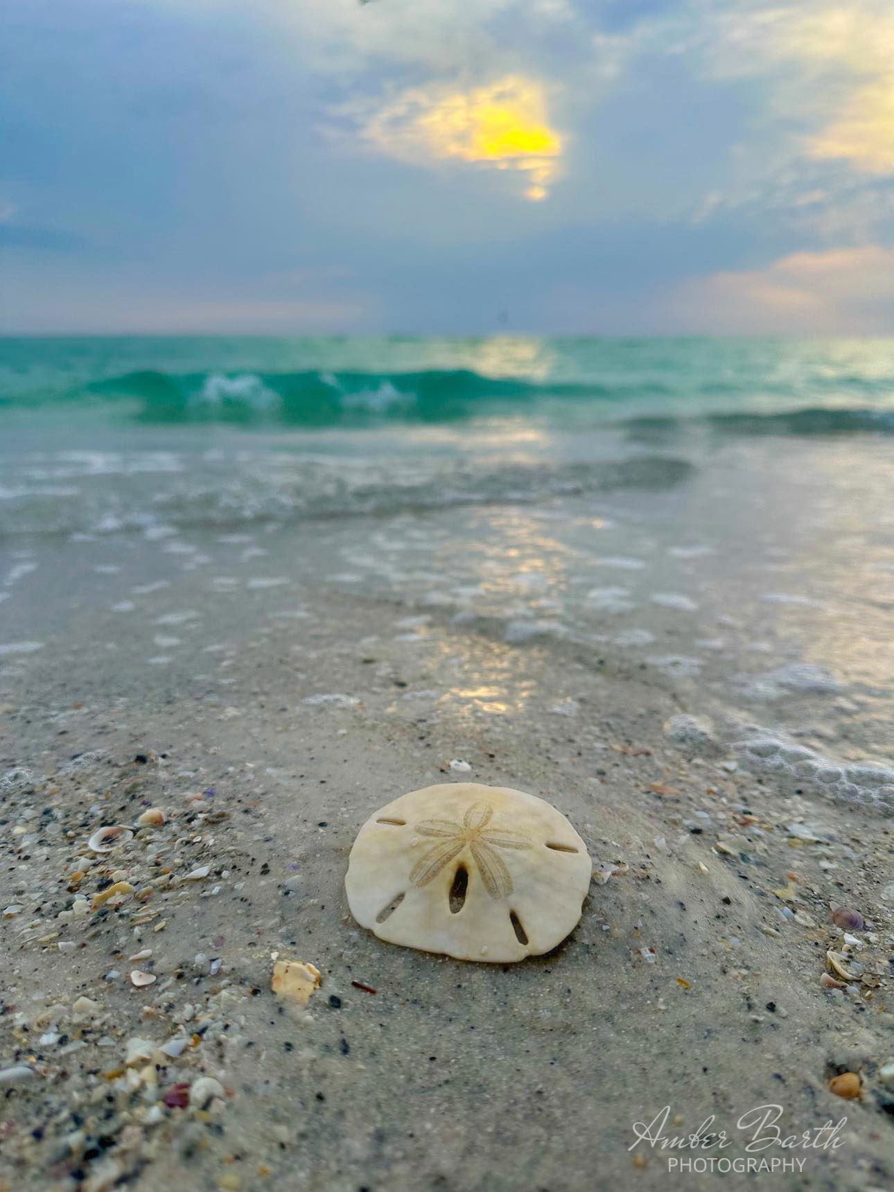 Sandollar at Sunset