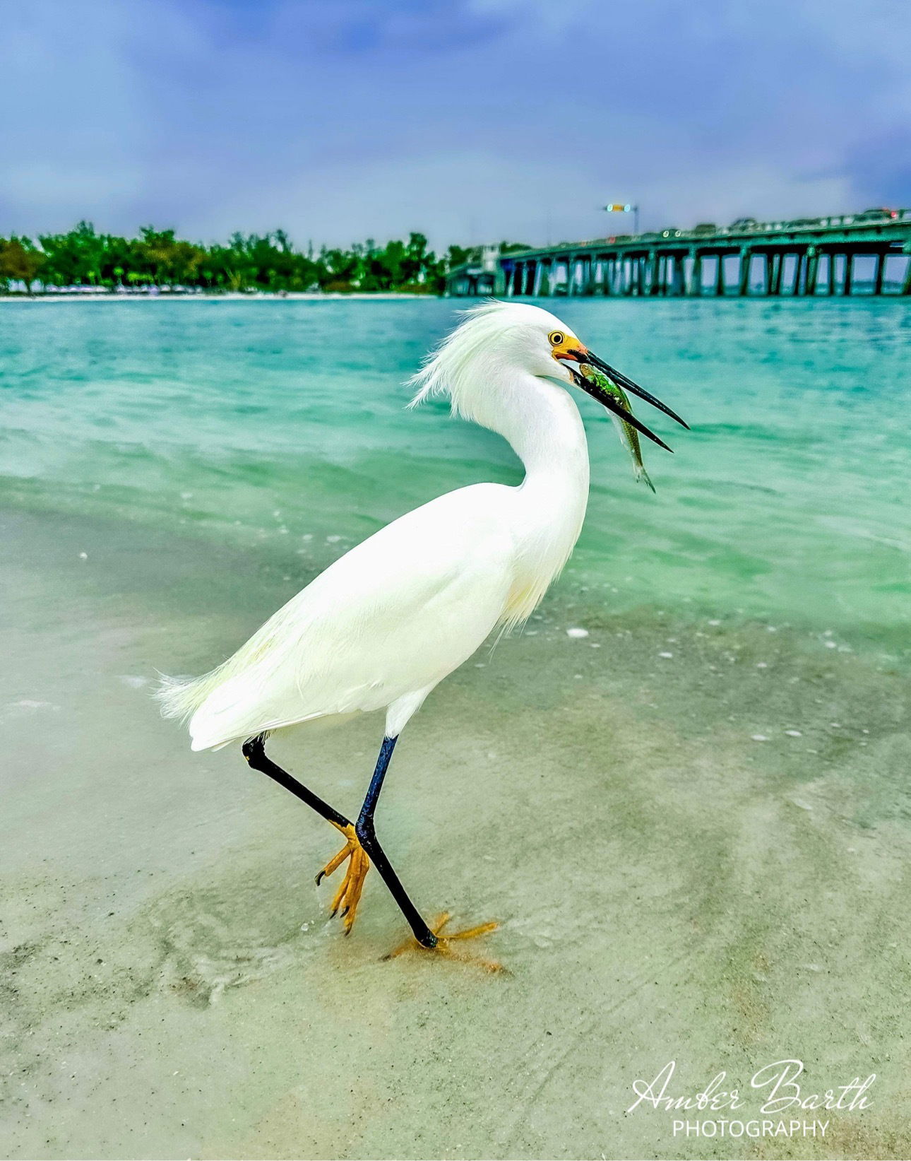 Snowy Egret with Fish