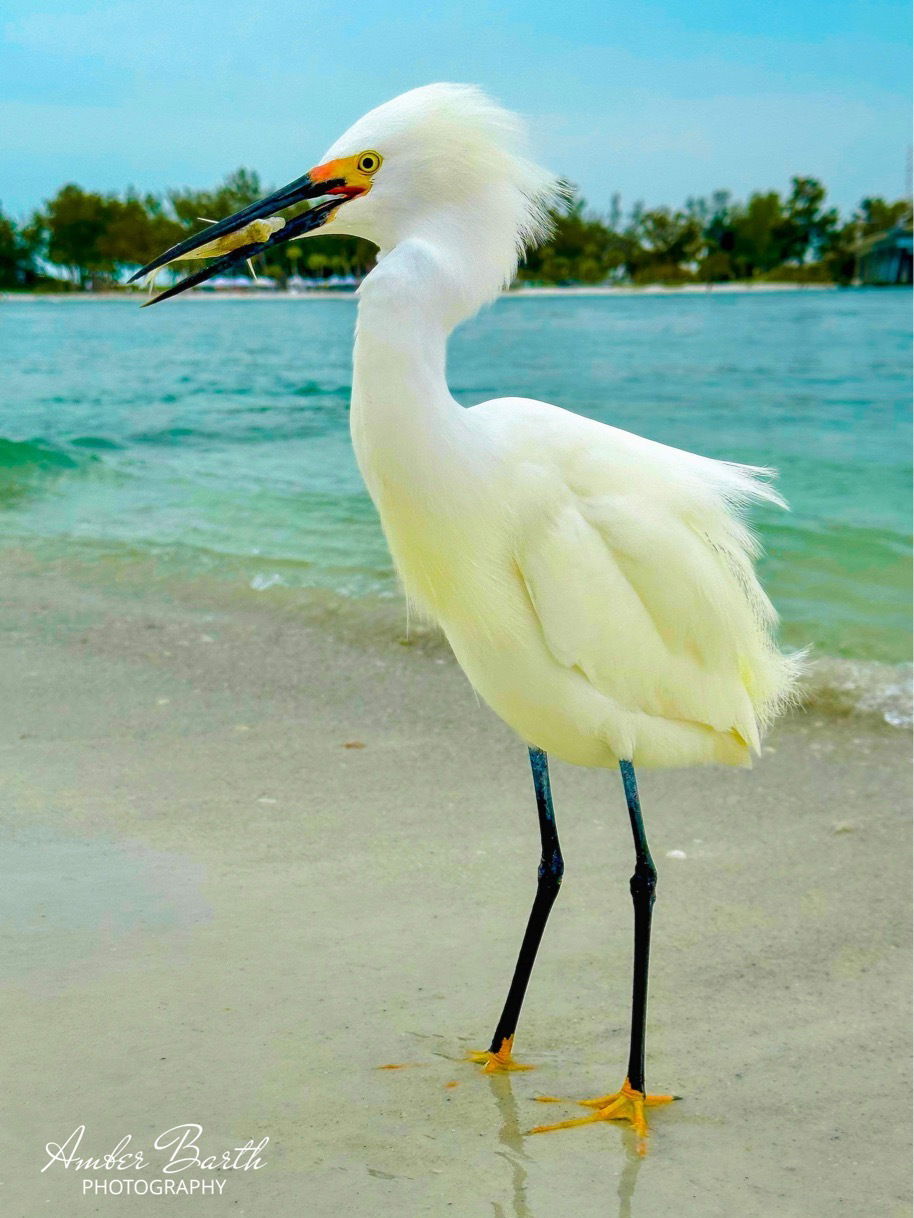 Snowy Egret with Fish 2