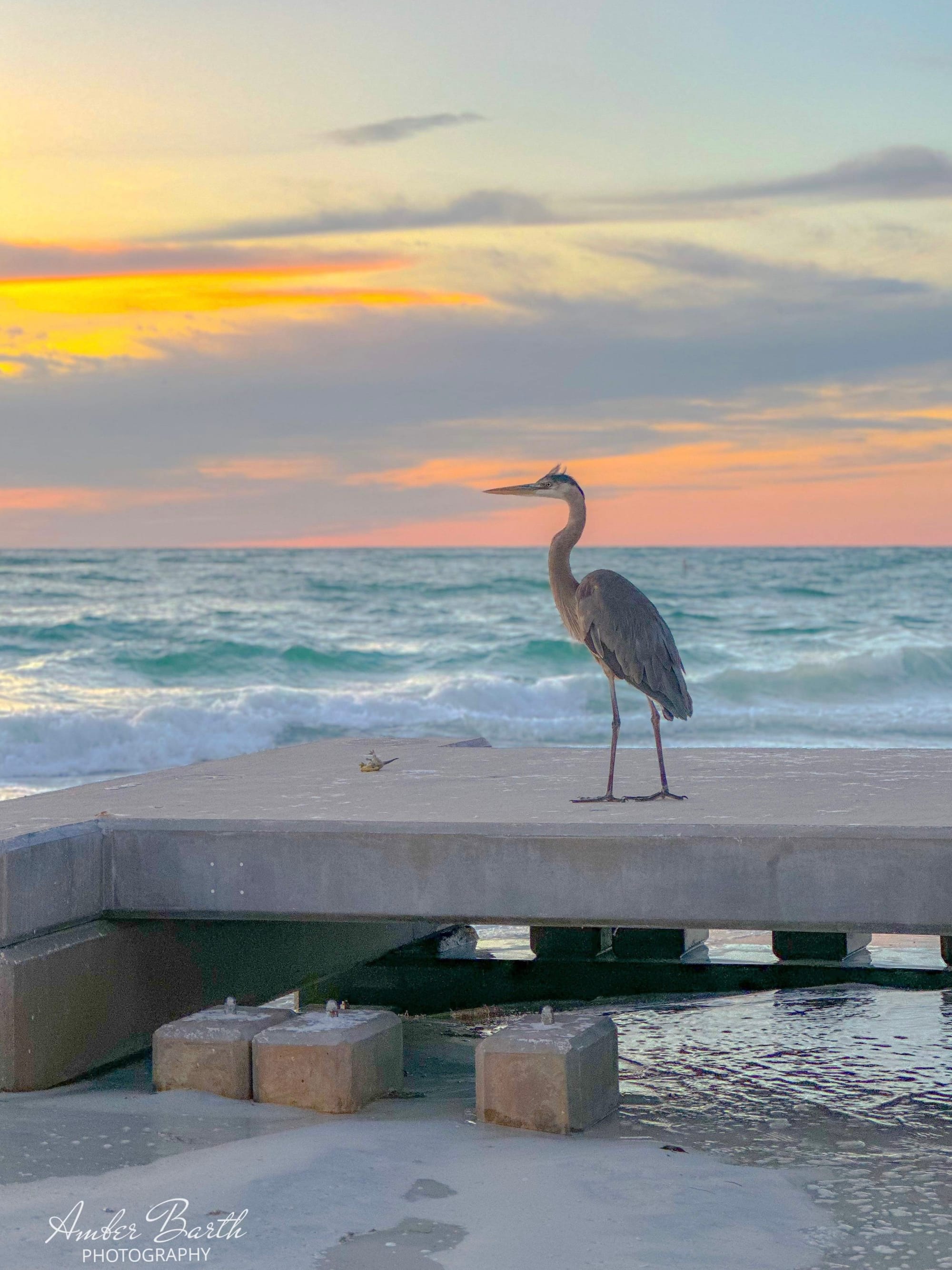 Blue Heron Zen