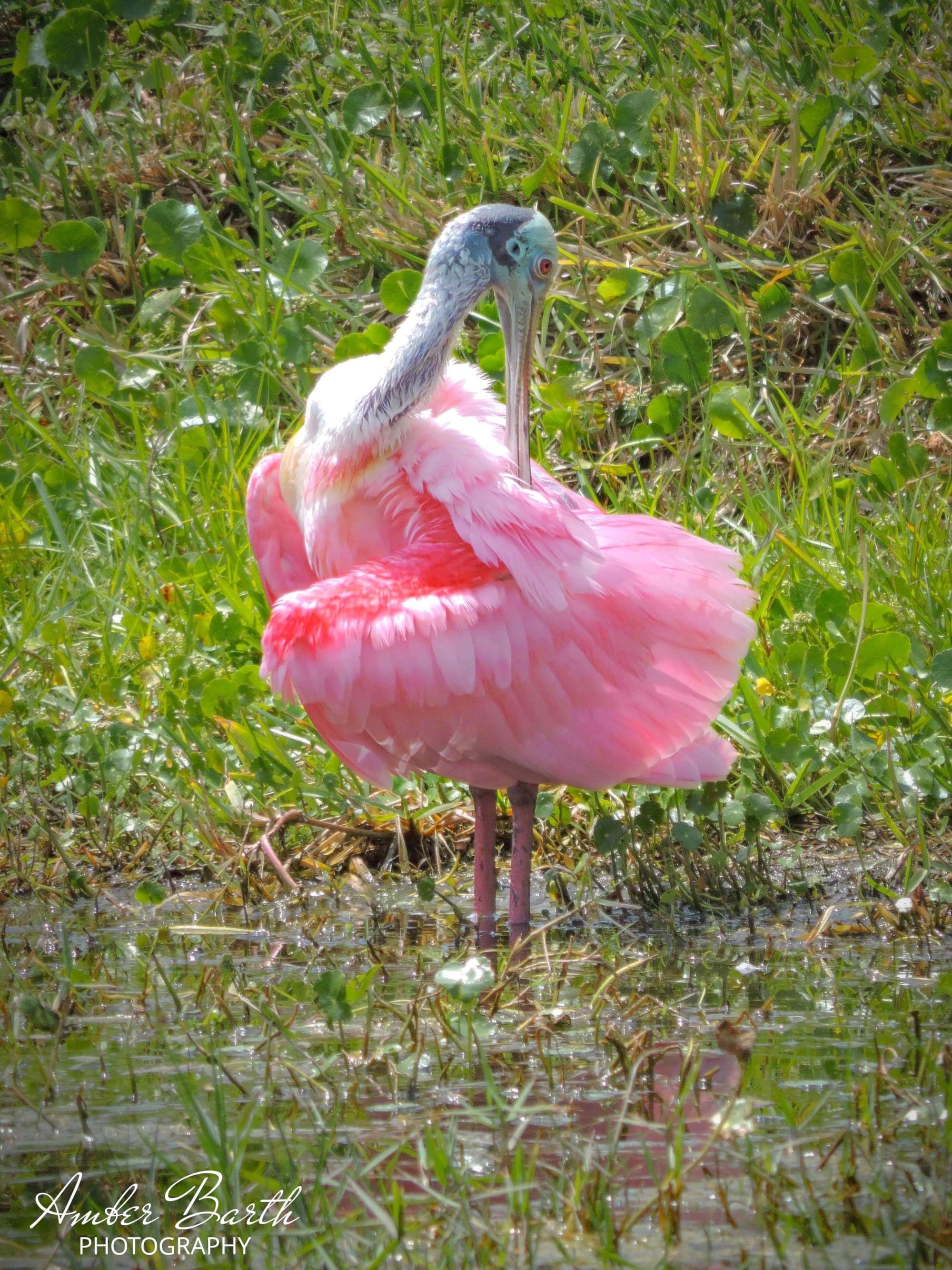 Pretty in Pink