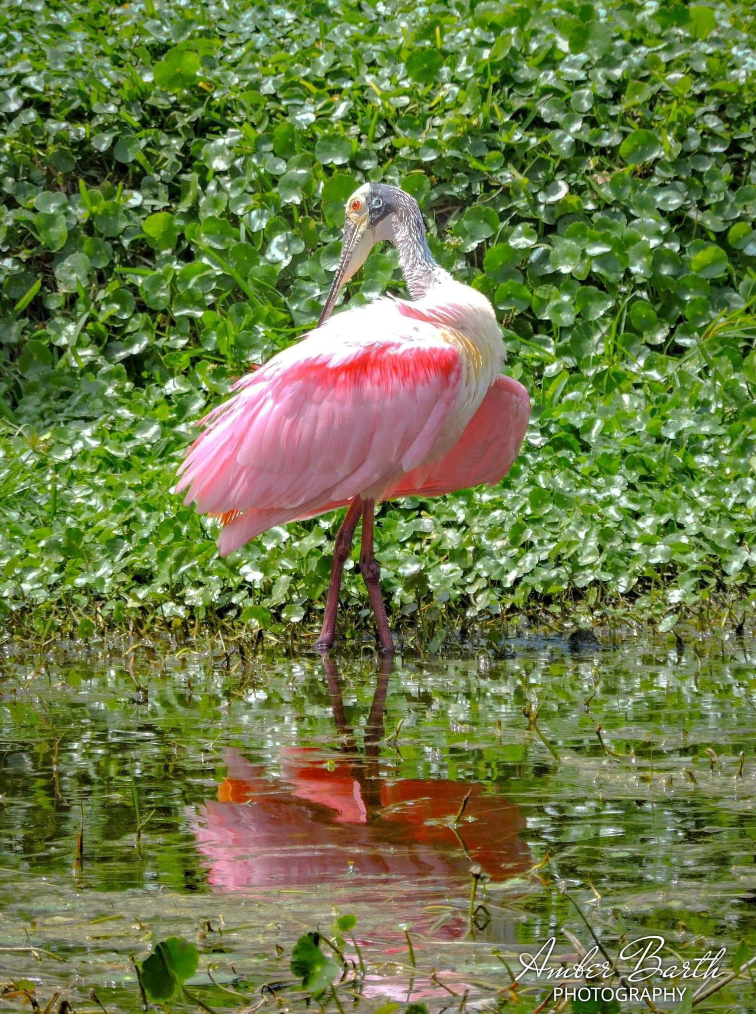 Gorgeous Roseate Spoonbill