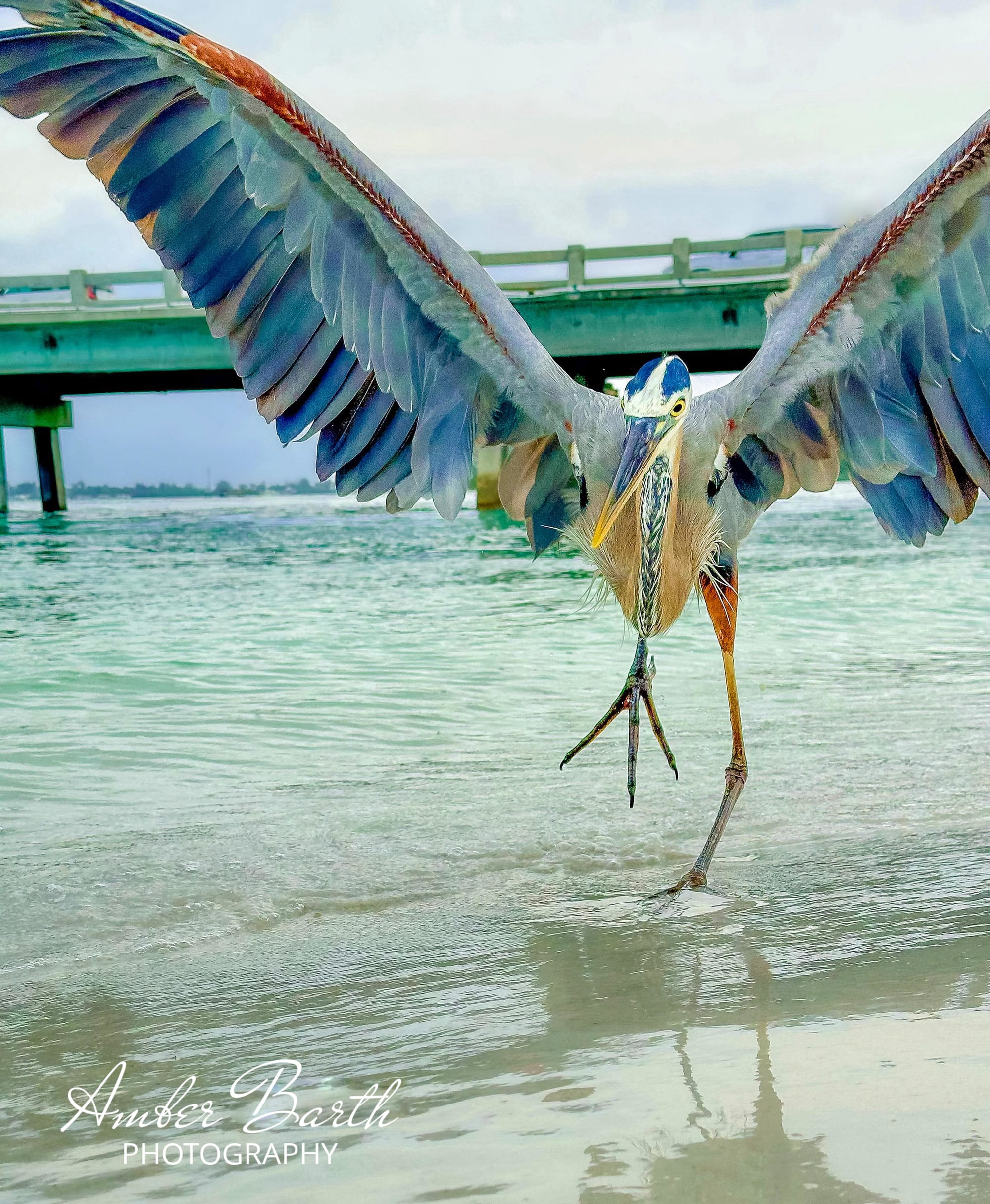 Wings of the Ocean