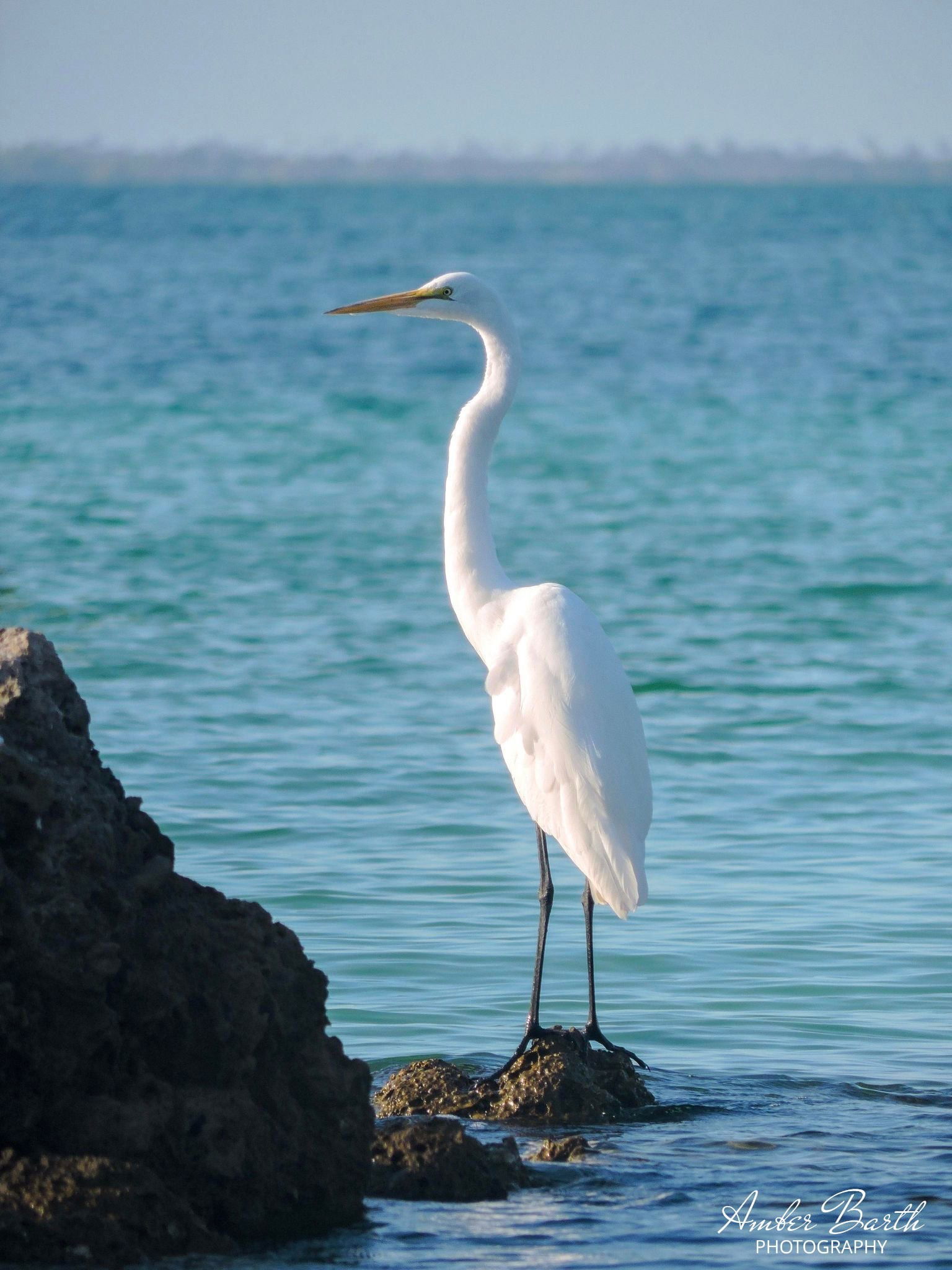 Great White Egret on Rocks