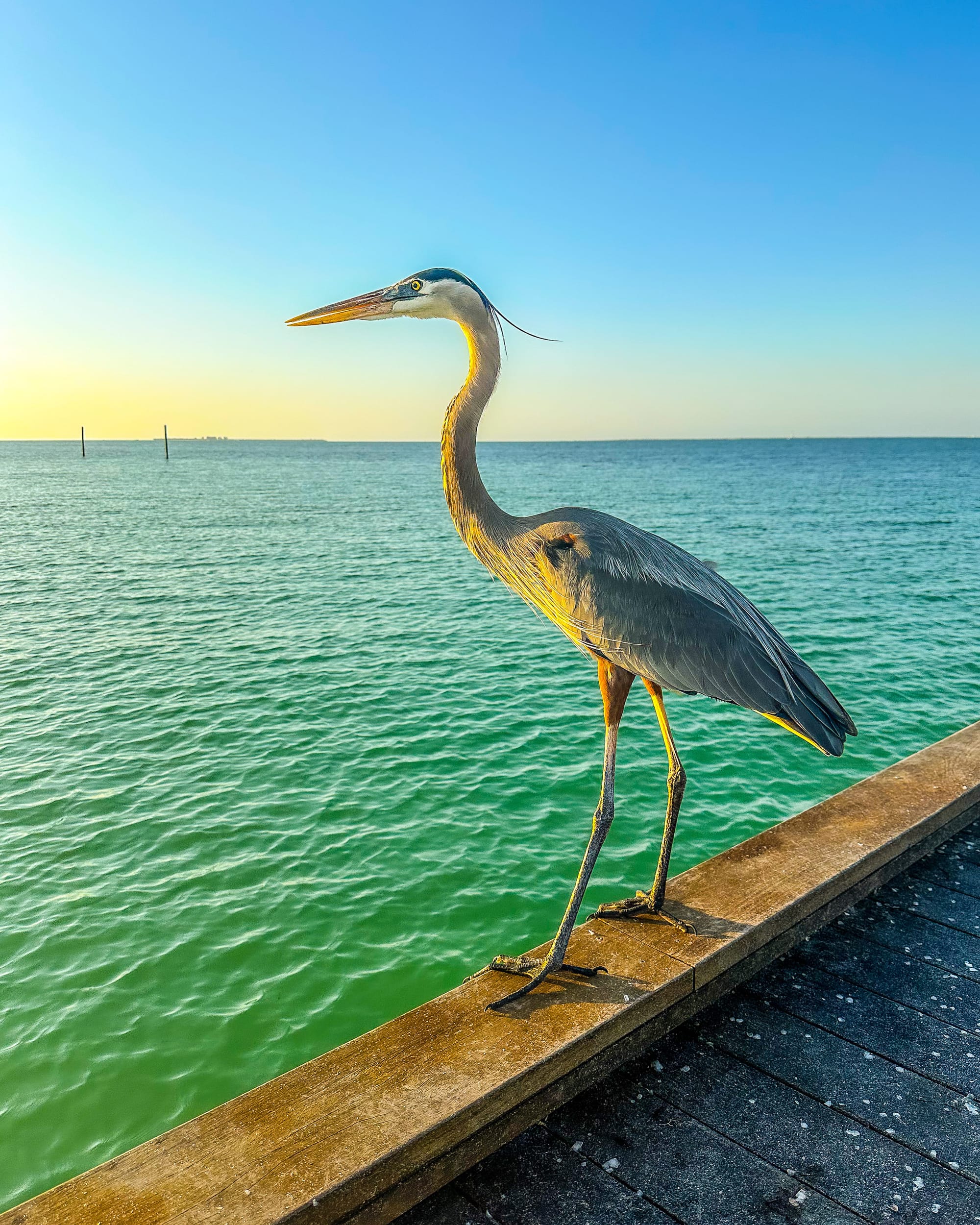 Blue Heron at Anna Maria City Pier