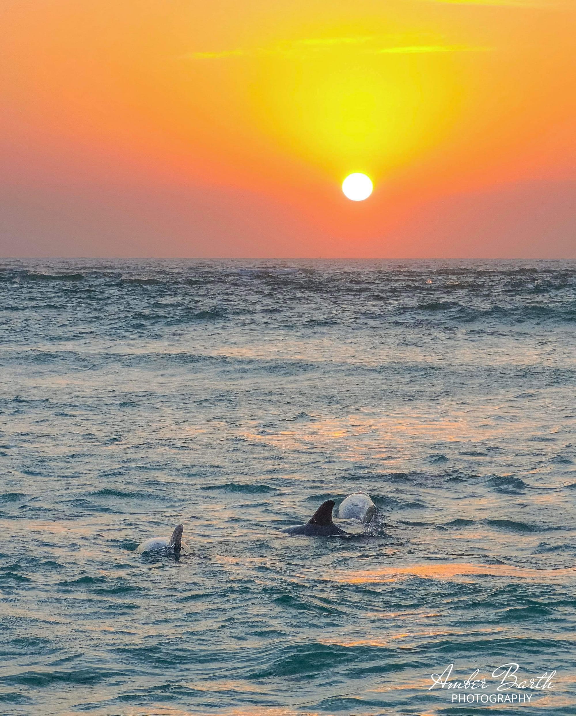 Dolphins at Sunset