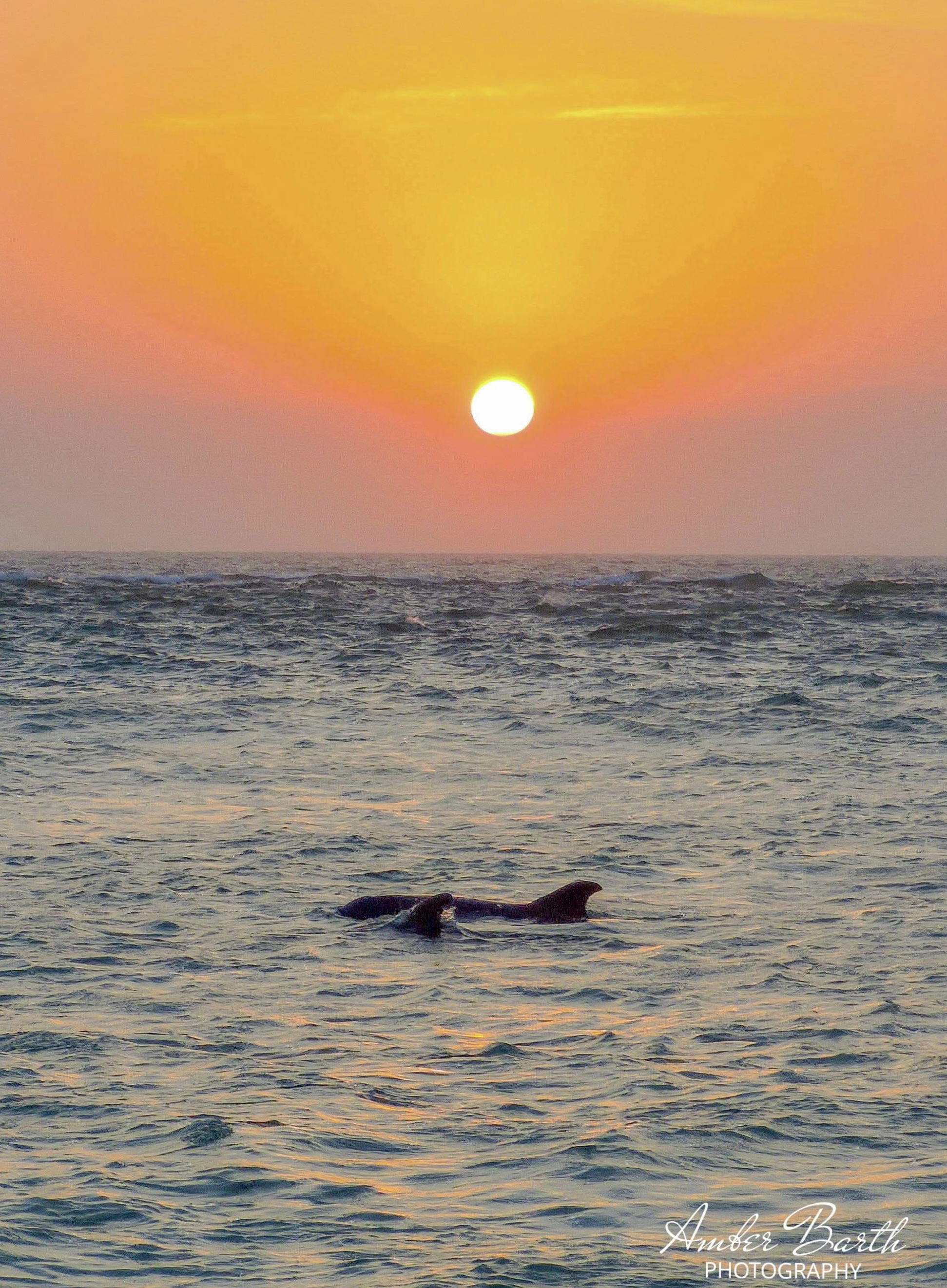 Dolphins at Sunset 2