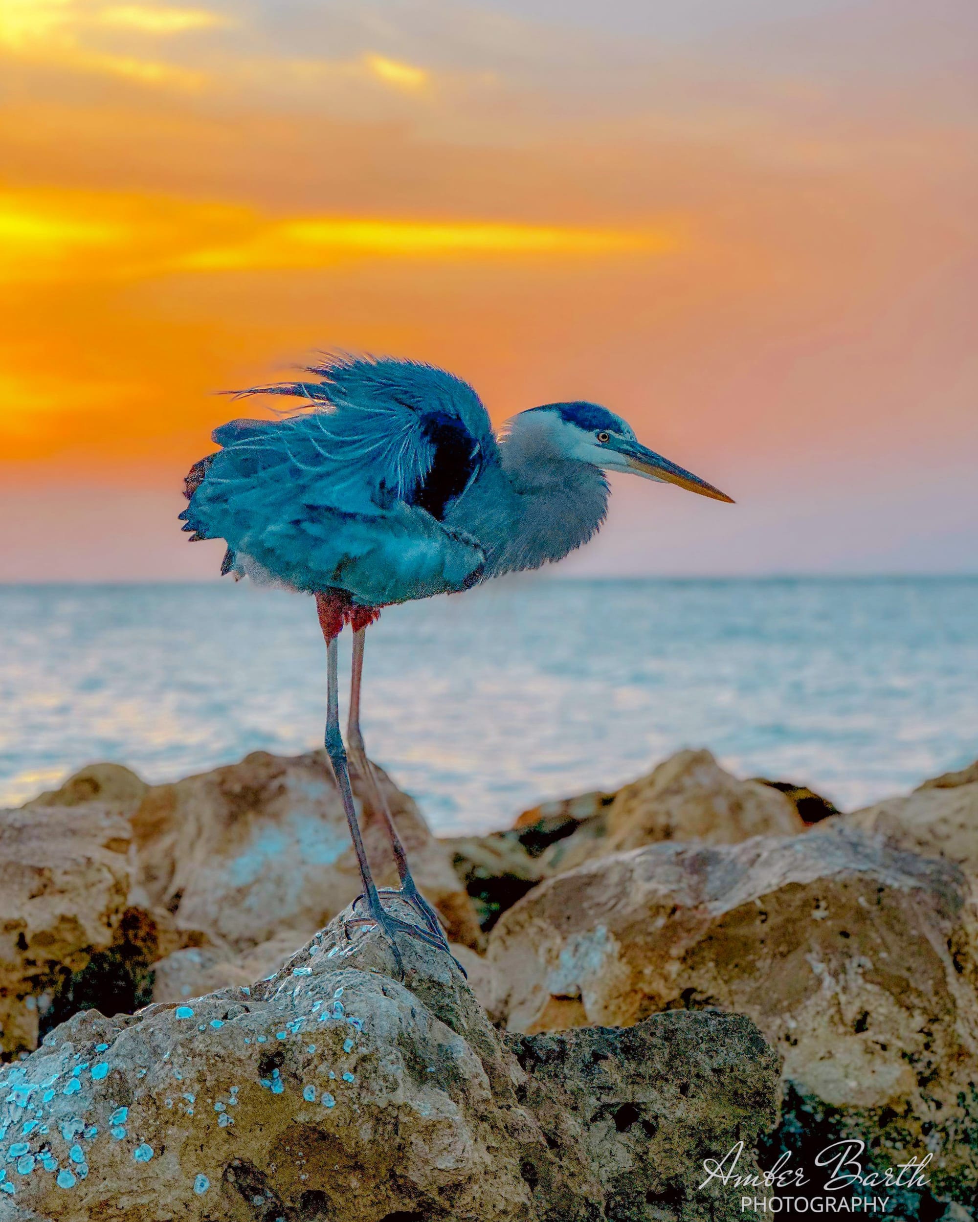 Cute Blue Heron at Sunset