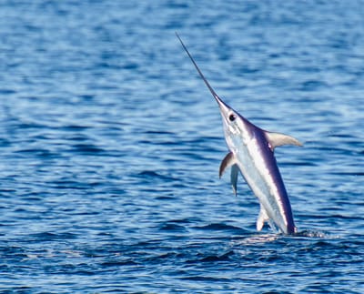 TOP SHOT SPORTFISHING CHARTERS | Fort Lauderdale deep sea fishing