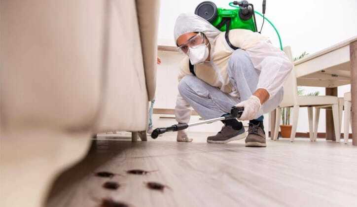شركة مكافحة الحشرات بالدمام  الخبر الجبيل القطيف 0557899480