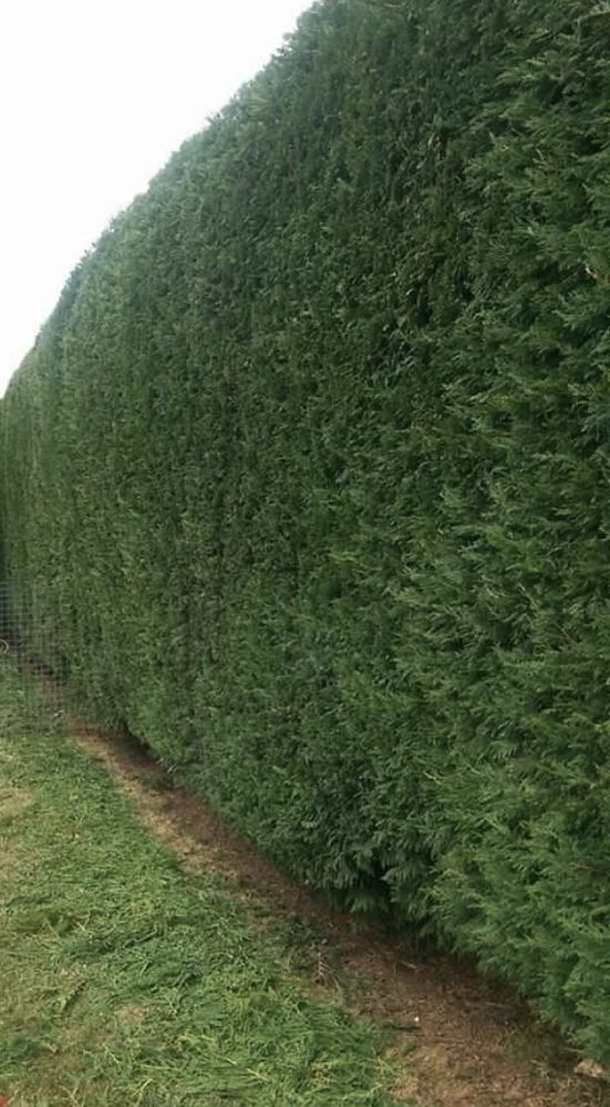 Hedge care