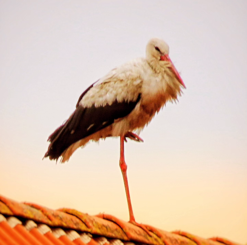 BIRD DANCES am Welttanz-Tag