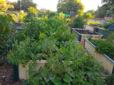 What's happening in the garden this week- April 22