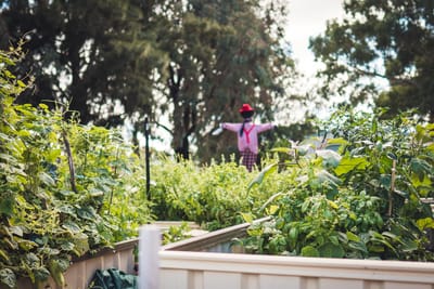 What's happening in the garden this week May