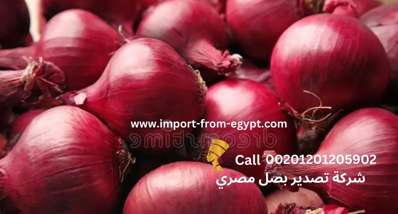 nefartete red onion exporter