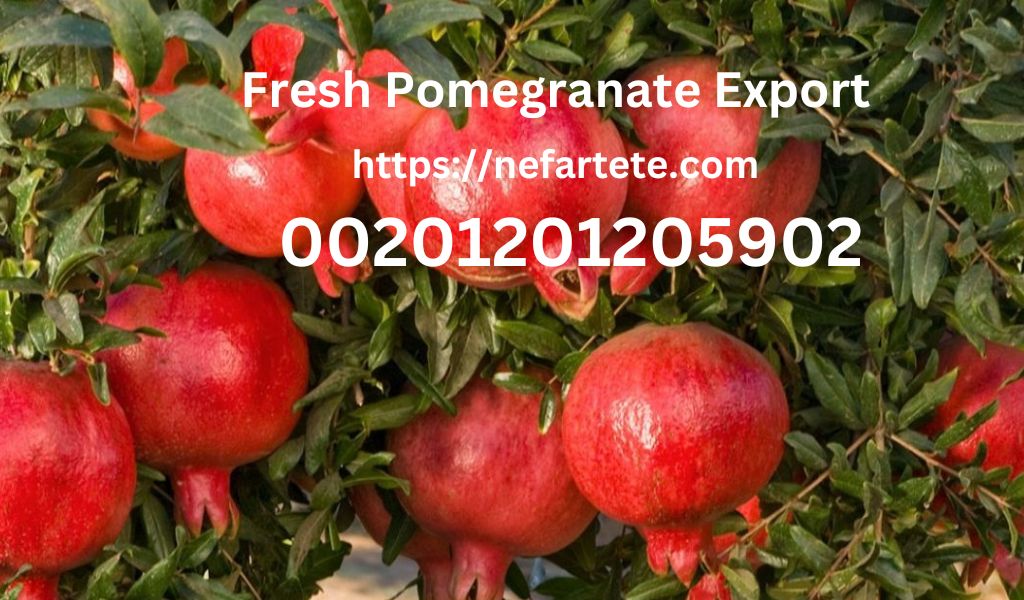 Nefartete pomegrante exporter