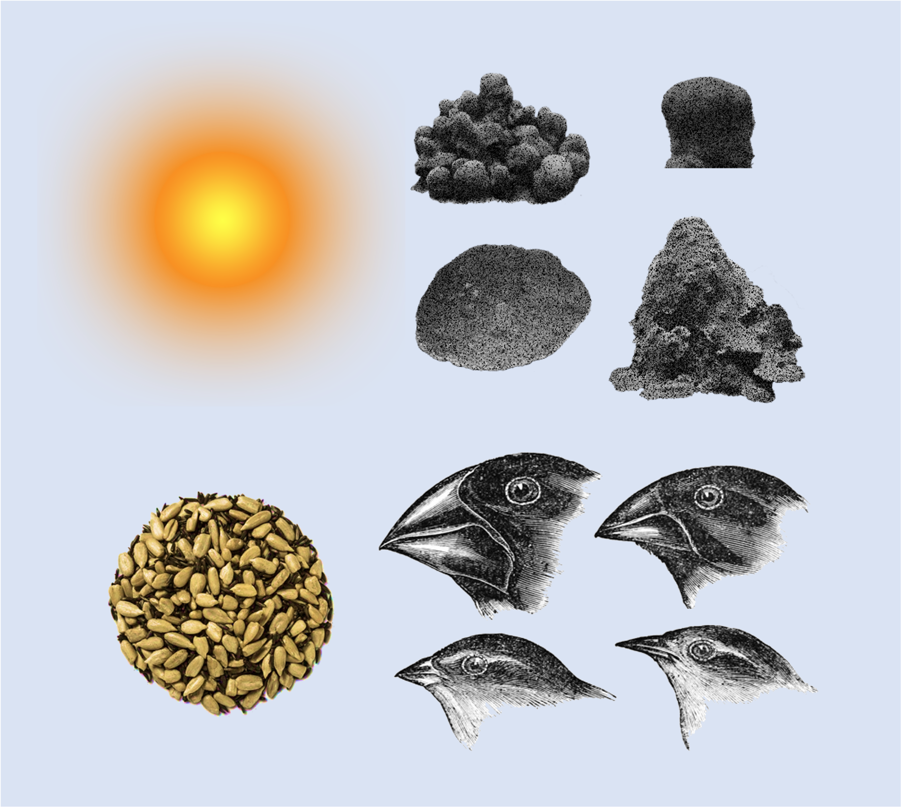 Evolutionary process in Corals