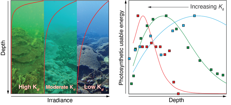 Bio-optical models to describe energy fluxes and budgets