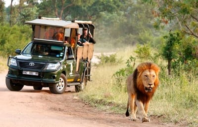 Types of safaris image