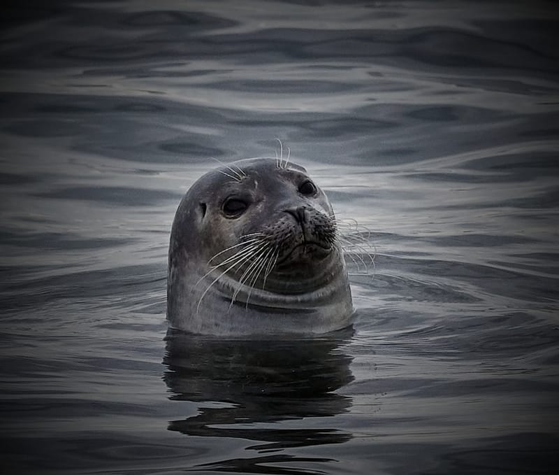 Do like the seals do