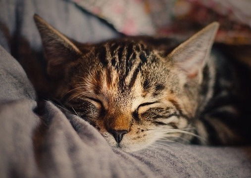 Can Hypnotherapy help with insomnia?