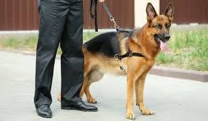 SÉCURITÉ CYNOPHILE