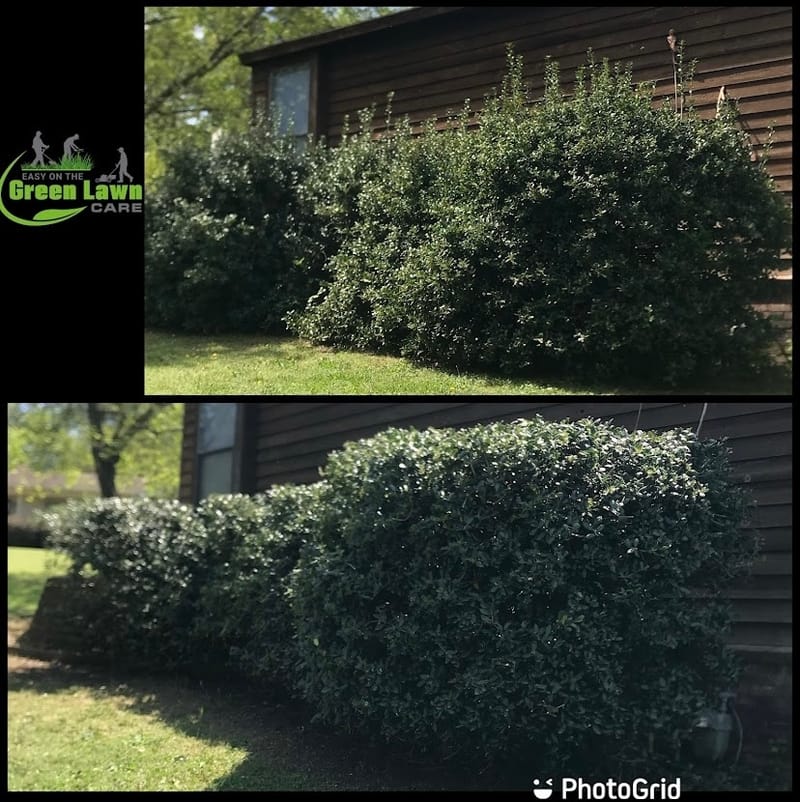 Bush/ Hedge Trimming