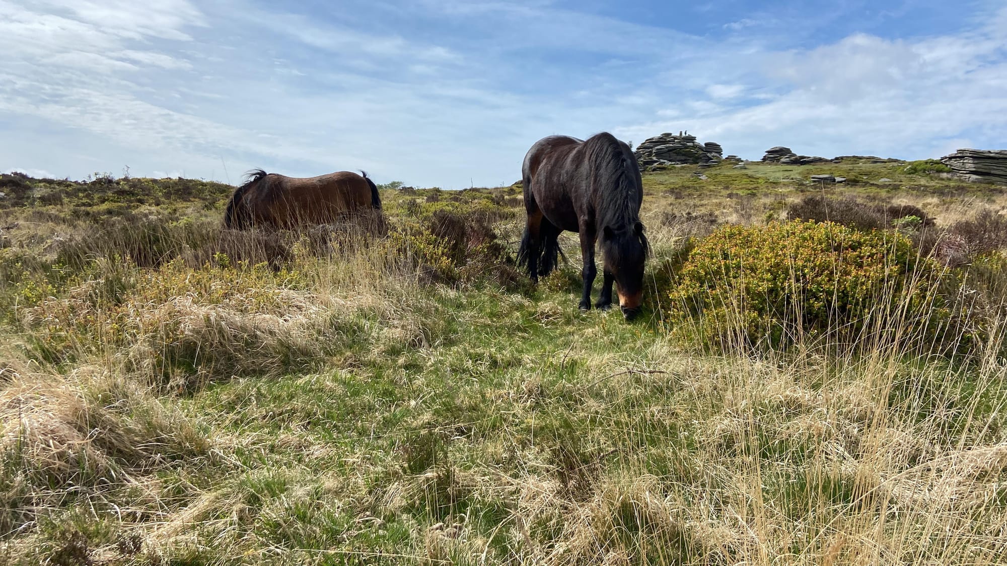 Con grazing