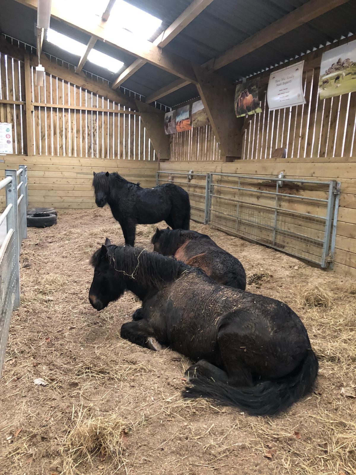 Ponies at Dartmoor Pony Heritage Trust Centre