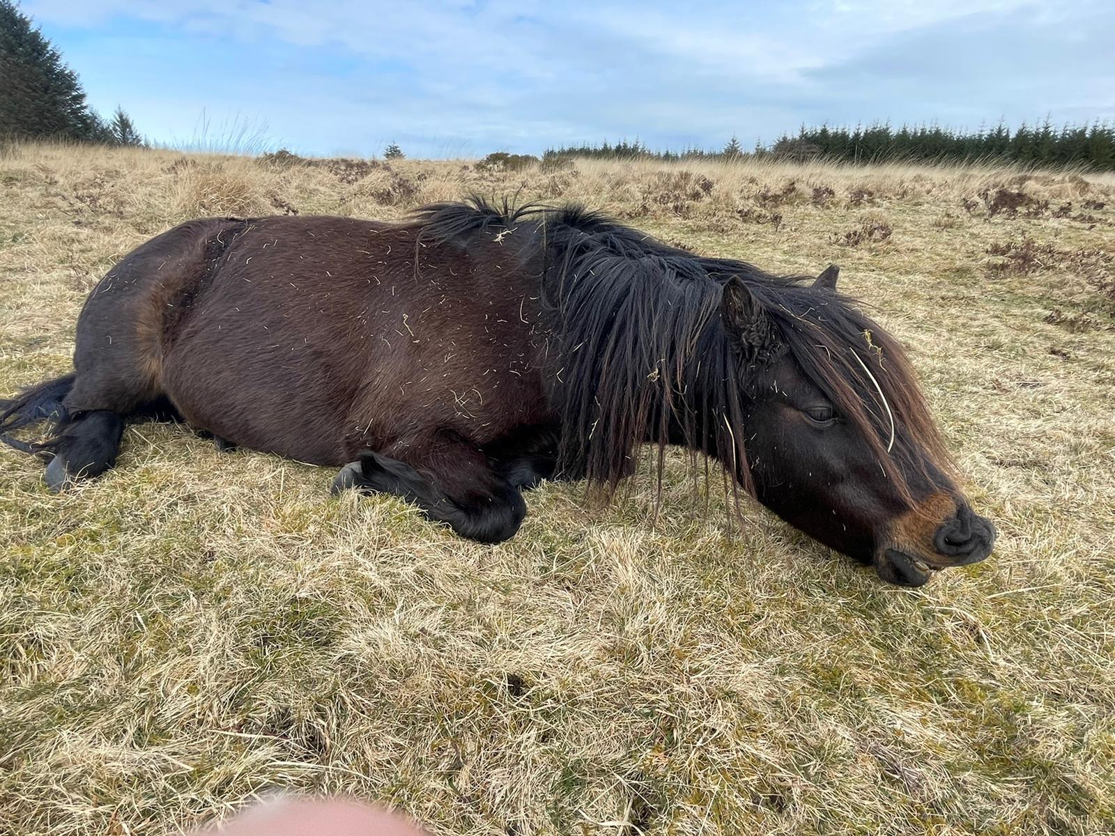 Mare with Colic March 2021