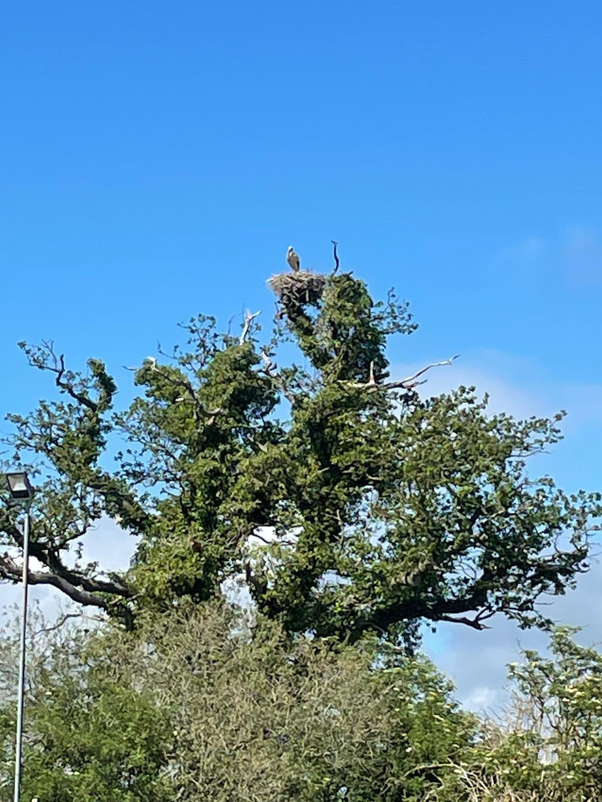 White Stork Knepp Estate