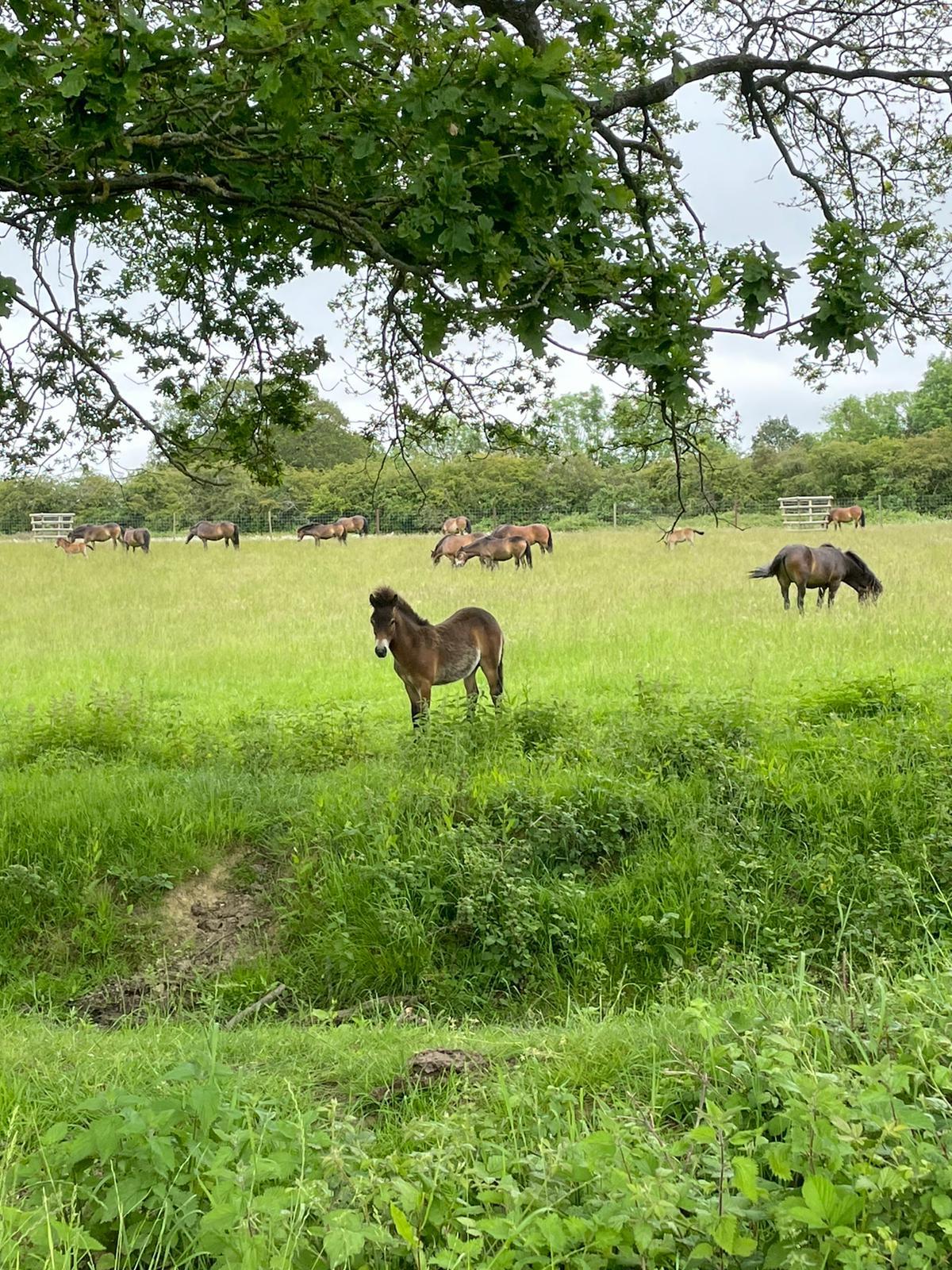 Exmoor pon Herd Knepp Estate June 2021