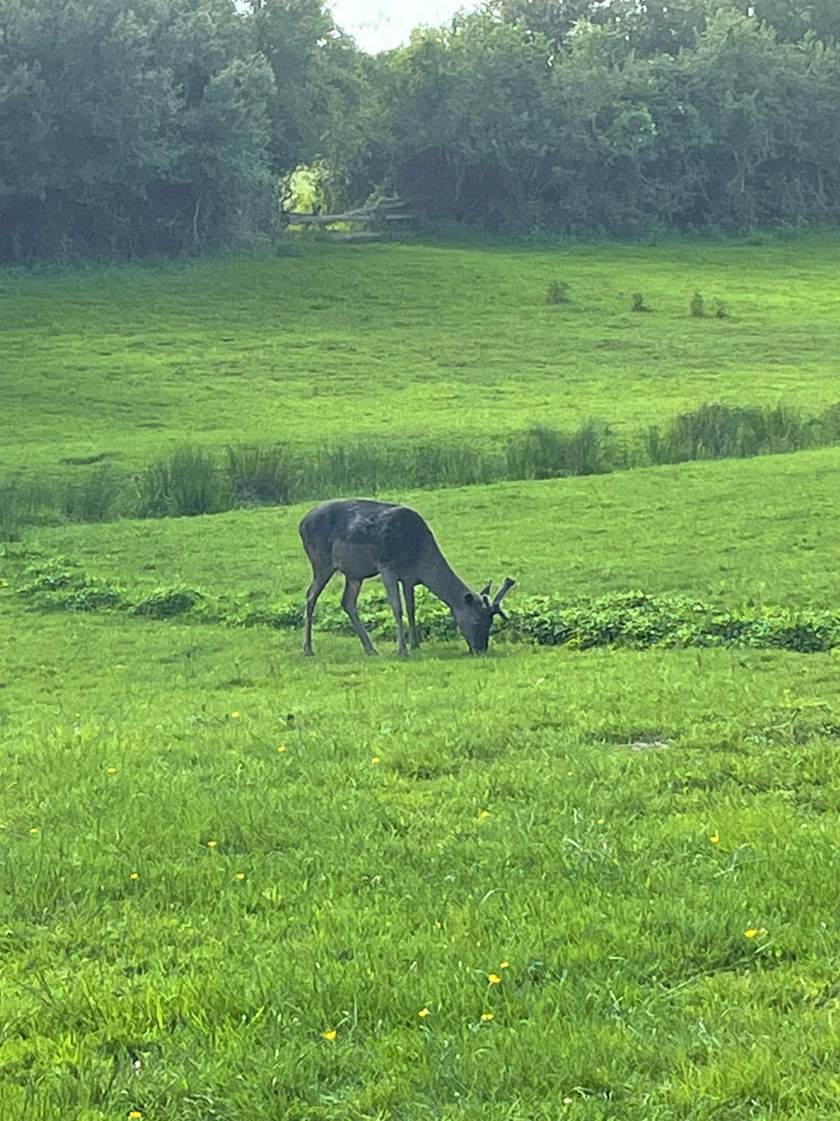 Knepp Estate June 2021