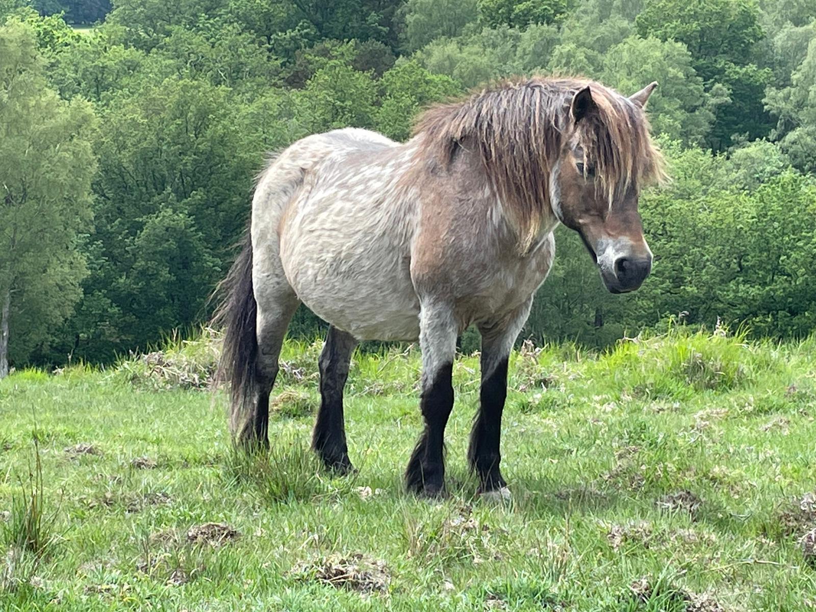 Ashdown Forest - June 2021