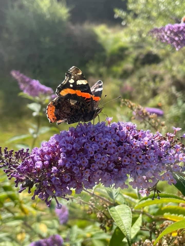 Red Admiral on Budlea - Bellever Dartmoor