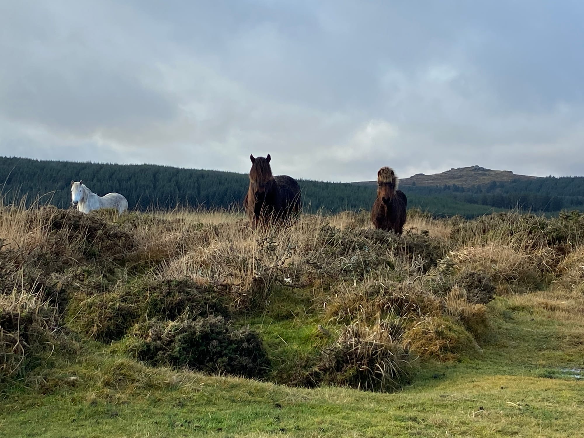 Dartmoor ponies at Bellever Dartmoor