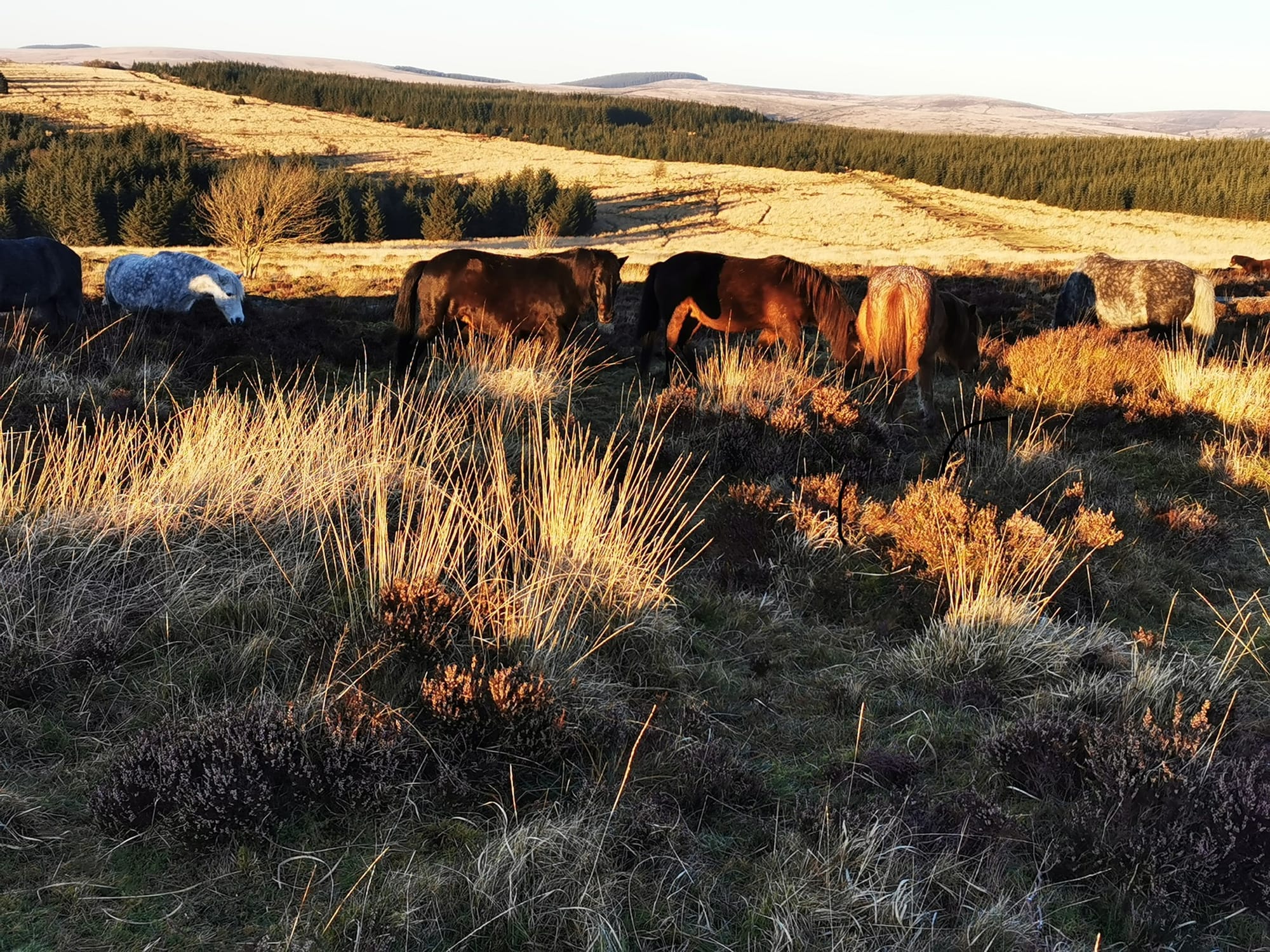 Evening sun across Bellever Dartmoor