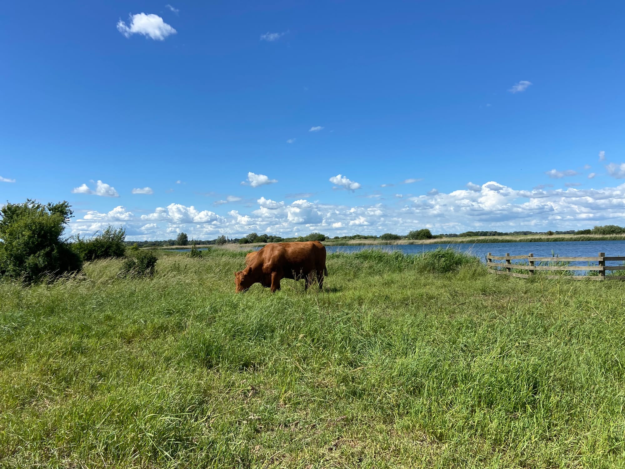 Cattle Grazing Ouse Fen