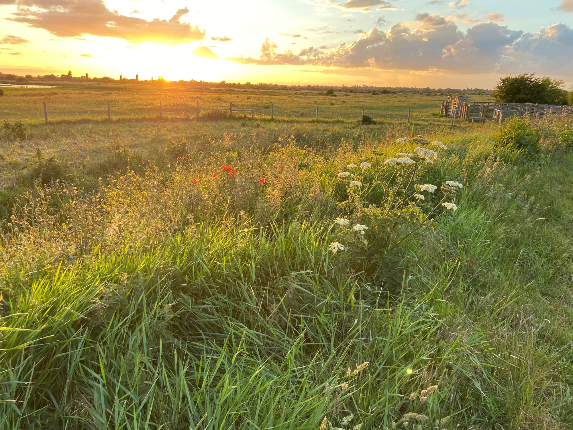 RSPB Ouse Fen