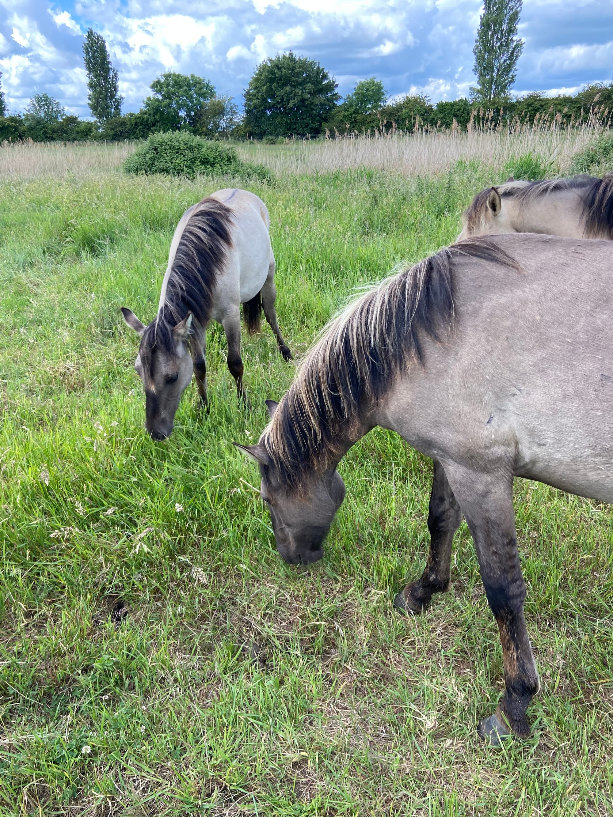 Yearling Konik fillies  - Ouse Fen June 2022