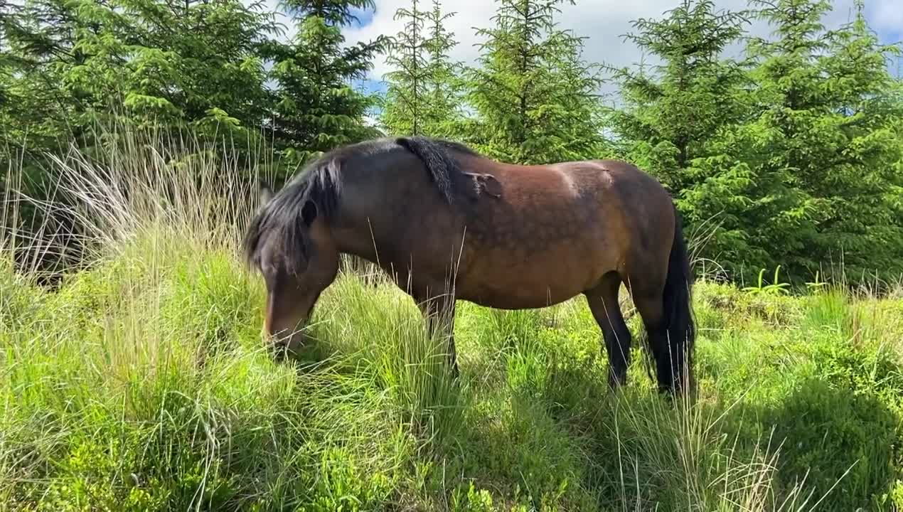 Nothing like the sound of a pony conservation grazing