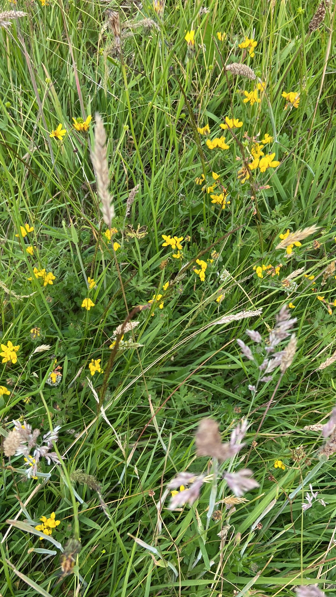 Yellow Rattle