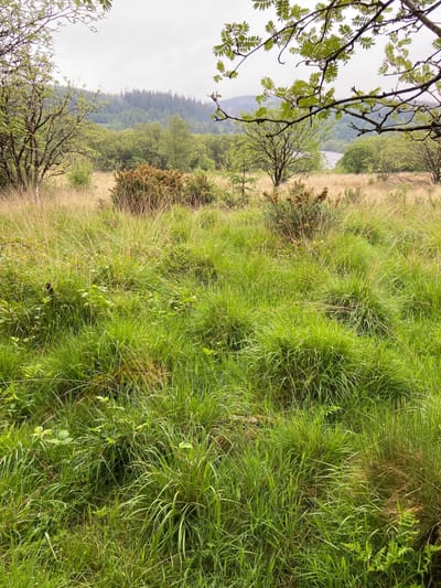 Rhos Pasture - grazing is vital for invertebrates