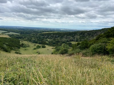 To Graze or Not To Graze