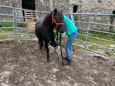 Sourcing and Handling Ponies for the National Trust